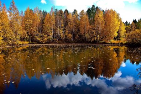 秋天，湖，树，景观