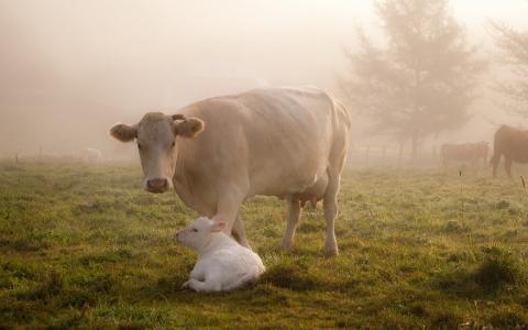 小牛，雾，牛，牛，领域