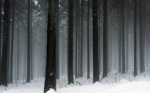 冬天的性质，雪，霜，冷，森林，树，树，雪