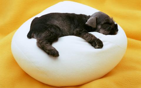 小狗睡觉，柔软的枕头