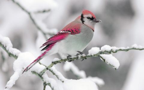性质，冬天，鸟，雪，分支机构