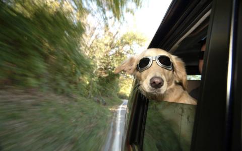 狗，车，速度，眼镜