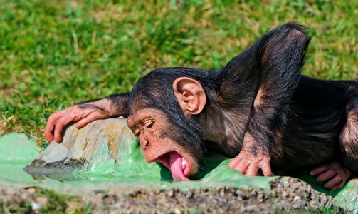 黑猩猩，口渴，猴子