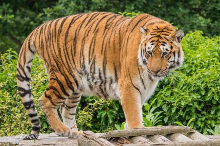 老虎，野猫，捕食者，条纹，夏天，动物园