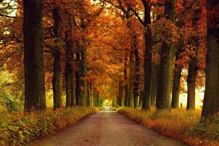 秋天，道路，森林，树木，景观