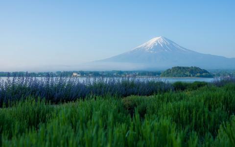 日本富士山，日本富士山，日本富士山，河口湖，火山，山，薰衣草，草甸