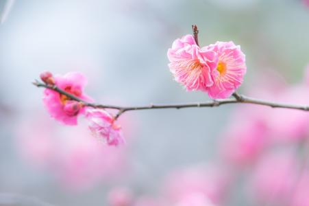 鲜花，树枝，分支，粉红色，宏，春天，盛开，温柔