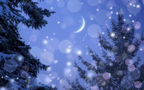 冬天,夜晚,月亮,冷杉,雪,眩光
