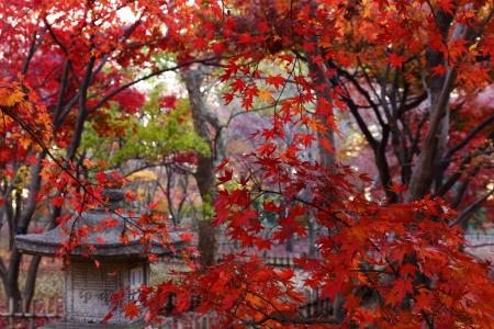 秋天，树枝，树叶，红色
