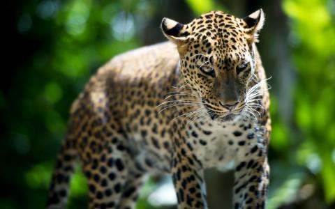 新加坡动物园，豹，野兽