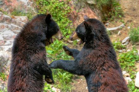 熊，夫妇，打架，游戏