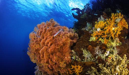 珊瑚礁，海，海底，鱼，自然