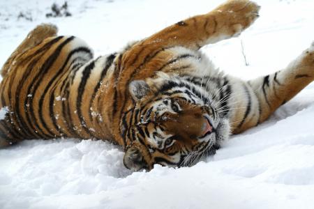 老虎，野猫，雪