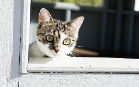 猫，窗户，看，猫