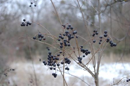 冬天，黑色浆果