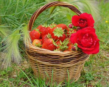 草莓，浆果，玫瑰，篮子