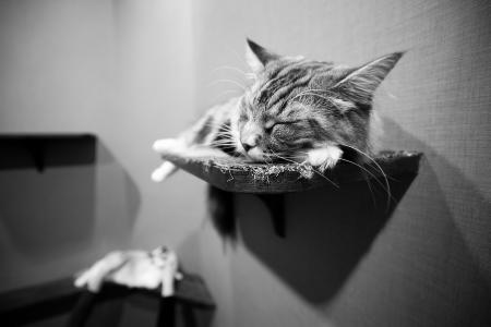 睡觉，墙壁，猫，Y本托罗德，猫