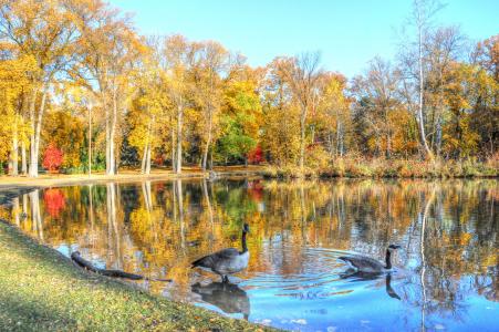 秋天，湖，公园，树木，鹅，景观
