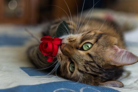 猫，红色，玫瑰，小胡子，花