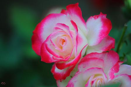 玫瑰，花瓣，柔情
