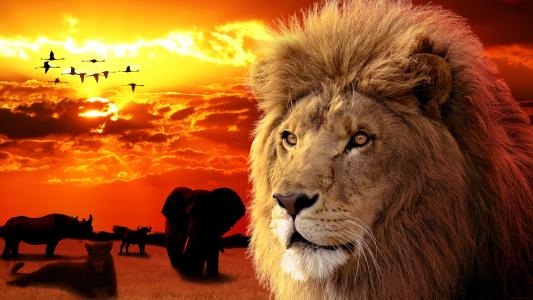 狮子，动物，野兽