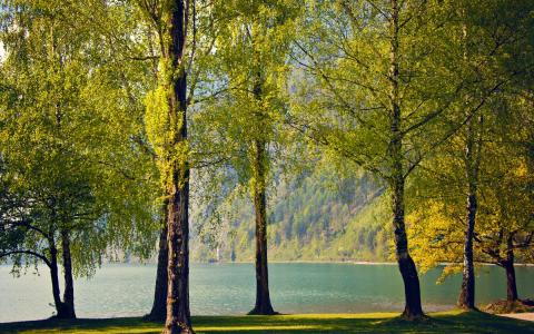 桦树，春天，树木，瑞士