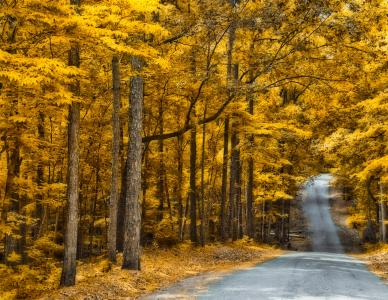 秋天，道路，树木，森林，性质