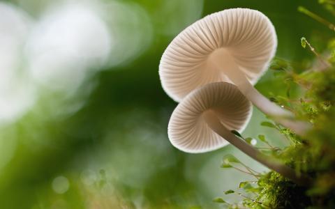 蘑菇，苔藓，散景
