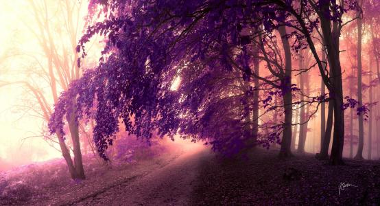 路，紫罗兰，森林，树木，雾