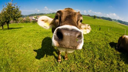 公牛 - 小牛，小牛，枪口，鼻子，牛