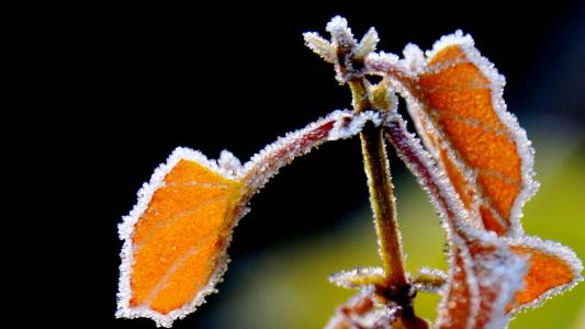 微距结冰植物摄影
