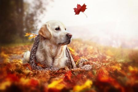 狗，金毛猎犬，叶子