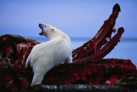 北极熊，鲸胴体