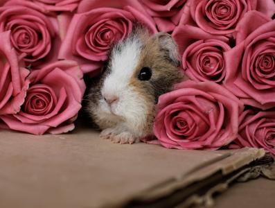 豚鼠，玫瑰