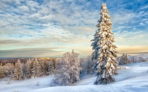 景观，冬天，雪，树木，云