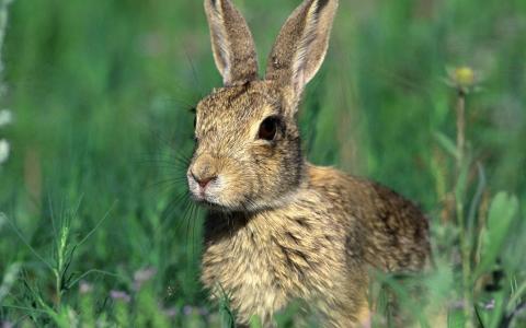 兔子偷看，草地