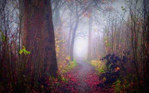 自然，雾，秋天，森林