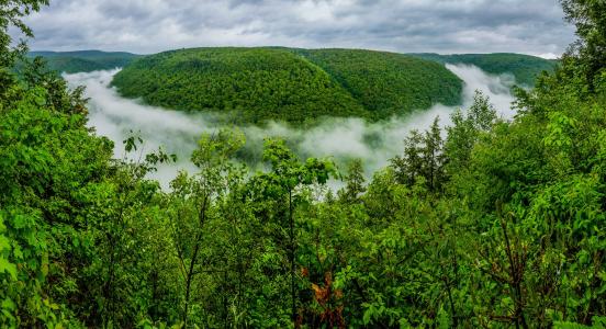 宾夕法尼亚大峡谷，宾夕法尼亚州松溪峡谷，宾夕法尼亚大峡谷，宾夕法尼亚州大峡谷，峡谷，森林，雾