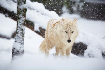 狼，雪，冬天