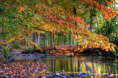 秋天，河，森林，树木，性质