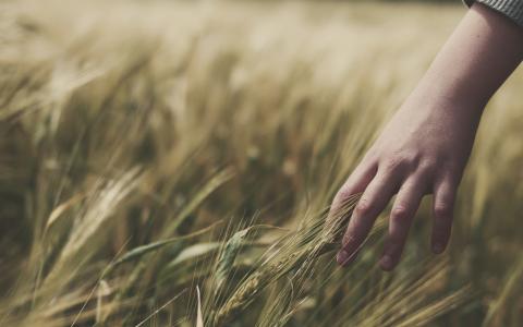 触摸，田地，小麦，手，耳朵