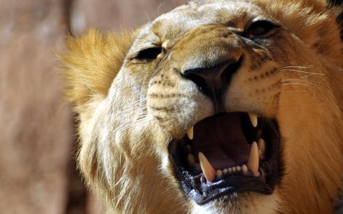 狮子，咆哮，牙齿，嘴巴