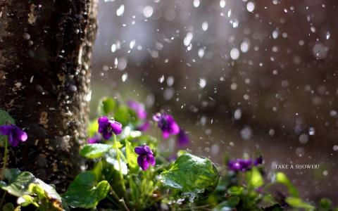 雨，鲜花，大自然