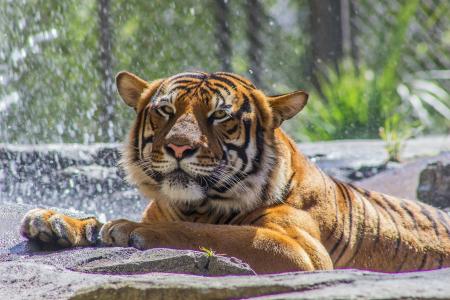 老虎，野猫，捕食者，枪口，爪子，洗澡，动物园