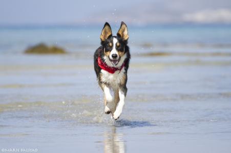 狗，狗，脸，跑步，玩，欢乐，岸，水，喷雾