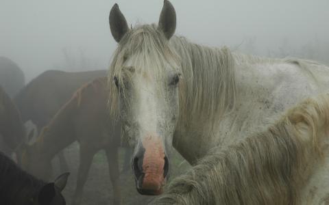 雾，白马，湿鬃毛