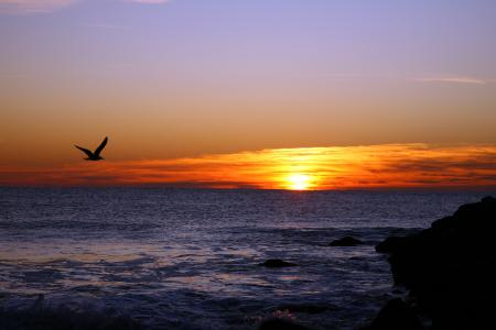 日落，海，海鸥，景观