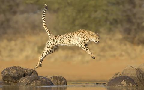 猎豹，跳跃，水，石头