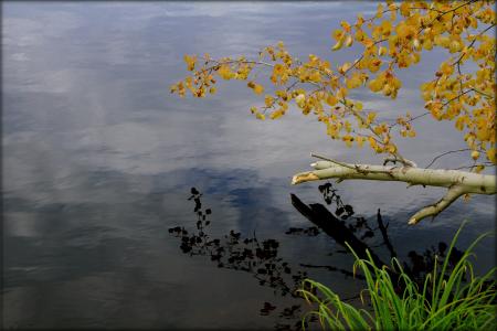 湖，秋天，草，树，性质