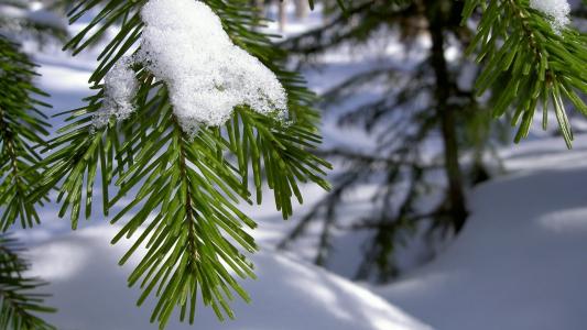 圣诞树，雪，树枝